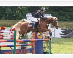 stallion Pilatus (German Riding Pony, 2001, from Coelenhage's Purioso)