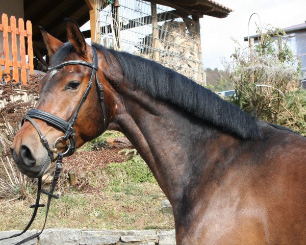 Springpferd Carlo (Hannoveraner, 2012, von Carlucci 13)