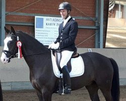 dressage horse Bunter Woods (Oldenburg, 2012, from Bretton Woods)