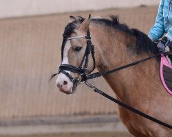 Deckhengst Sunny Boy (Welsh Pony (Sek.B), 2005, von Frankenhoeh's Sunlight)