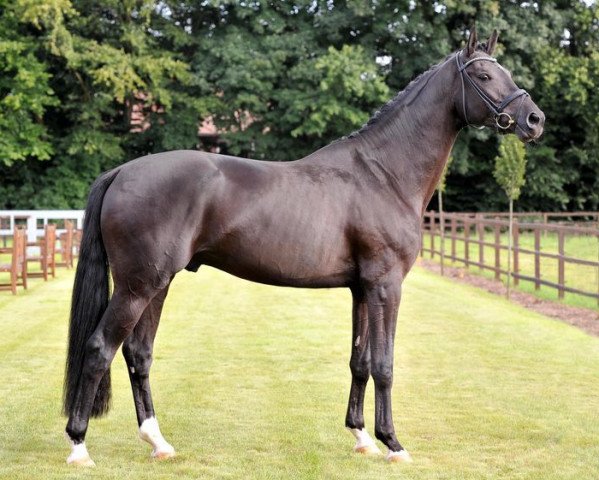 stallion Flake (Hanoverian, 2009, from Florencio I)