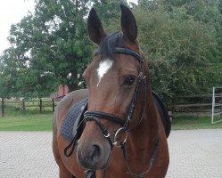 dressage horse Cora 540 (German Riding Pony, 2004, from Cornett)