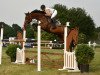 jumper Con D'Arpina (Oldenburg show jumper, 2008, from Contefino)