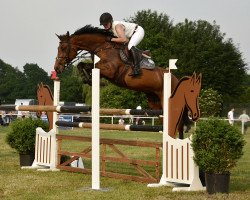 jumper Con D'Arpina (Oldenburg show jumper, 2008, from Contefino)