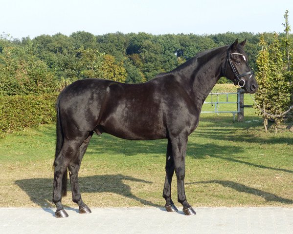 dressage horse Silai (Oldenburg, 2011, from Sir Donnerhall II OLD)