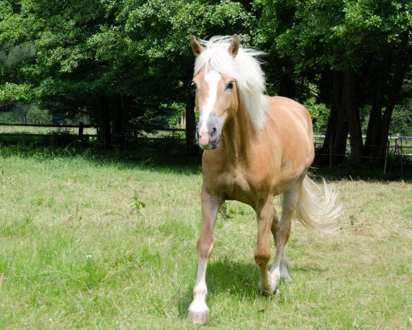 broodmare Wajona (Haflinger, 2004, from Waterloo)