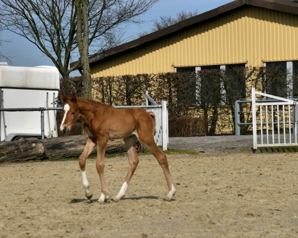 dressage horse Q** (Hanoverian, 2018, from Quantensprung 3)