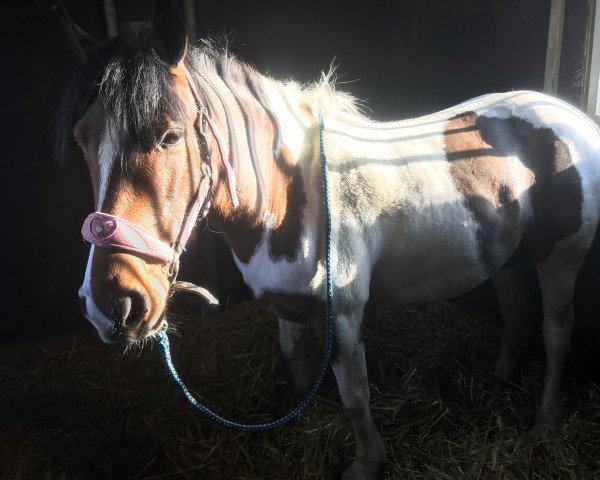 broodmare Smarti (Belgian Riding Pony, 2007)