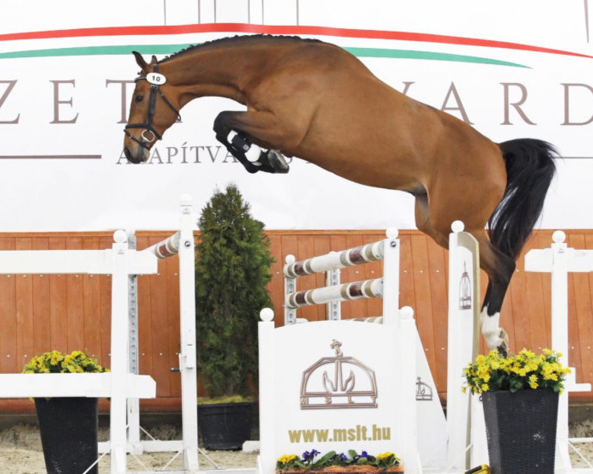stallion Aranykapu Sancasall (Holsteiner, 2015, from Sandro Boy)
