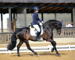 broodmare Curly Sue 100 (Holsteiner, 2003, from Caproni)