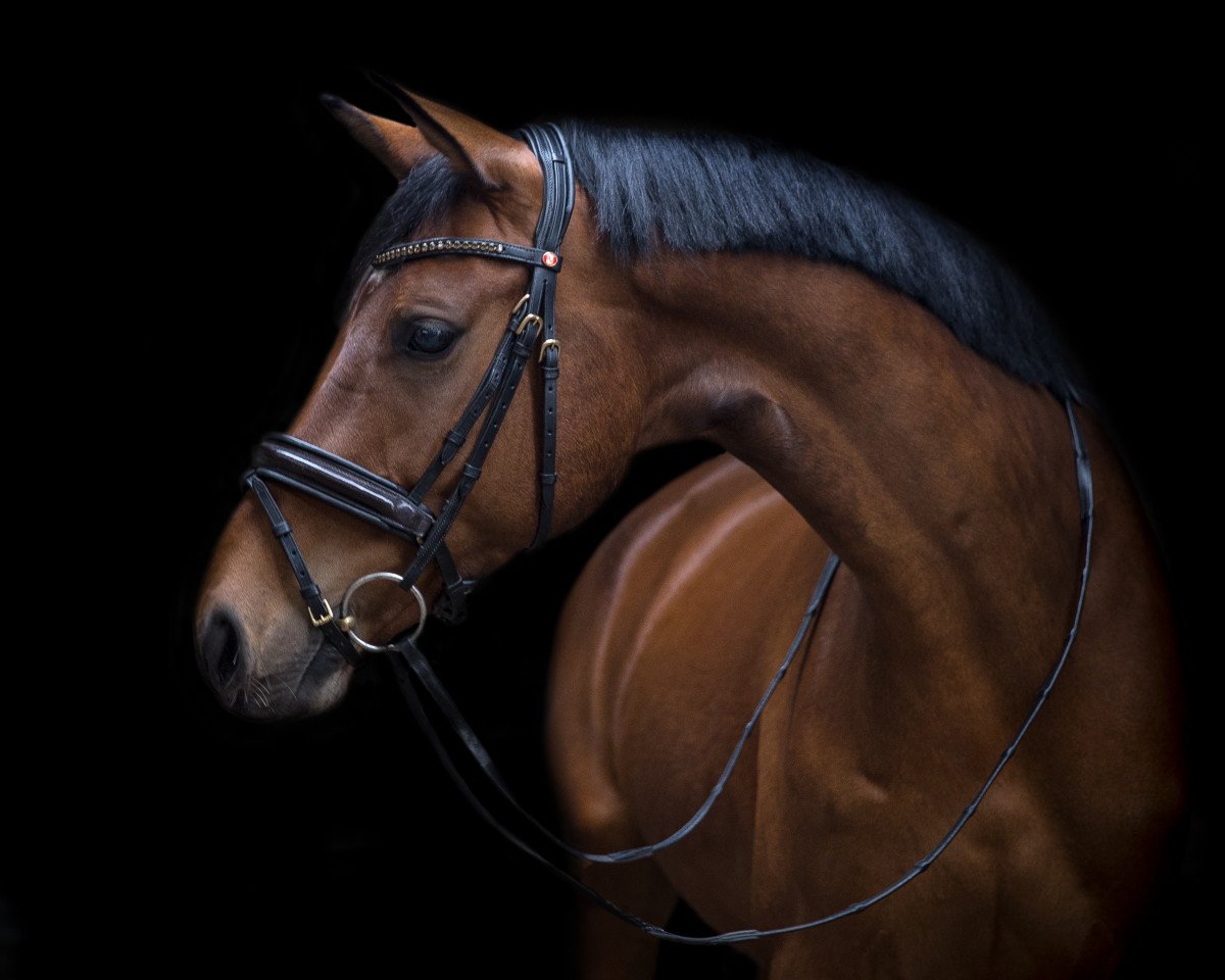 Springpferd Cosmic Codex (Westfale, 2011, von Cayetano L)