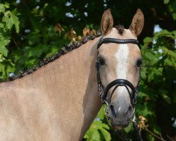 dressage horse Dufte Biene 20 (Deutsches Reitpony, 2014, from Dimension AT NRW)