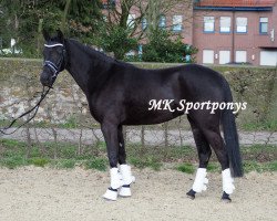 dressage horse Ding Dong 10 (German Riding Pony, 2012, from Duncan 86)