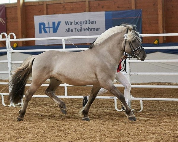 stallion Reidar van den Bosdries (Fjord Horse, 2015, from Brijol)