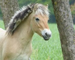 horse Koffie (Fjord Horse, 2014, from Koljar)