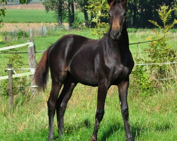 broodmare Immenfee (Hanoverian, 2017, from Morricone)