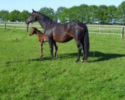 broodmare Patricia (Hanoverian, 1997, from Prestige Pilot)