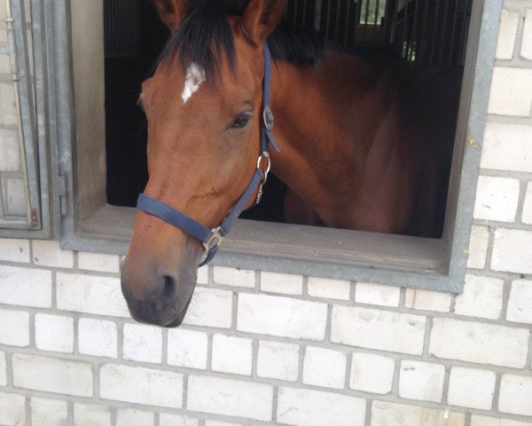 dressage horse Ocean Park xx (Thoroughbred, 2009, from Lord of England xx)