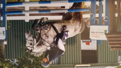 jumper Bonne Balouna (Hanoverian, 2012, from Bonne Chance)