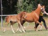 Zuchtstute Shamrock South West Philadelphia (Welsh Pony (Sek.B), 1997, von Hafod-yr-Esgob Buzby)