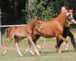 broodmare Shamrock South West Philadelphia (Welsh-Pony (Section B), 1997, from Hafod-yr-Esgob Buzby)