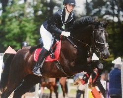 horse Romeo de la Ferme Chemin V (Belgian Warmblood, 2001, from Idolatre)