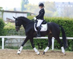 dressage horse First Romance S (Westphalian, 2012, from Fürst Donnerbube)