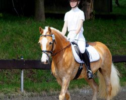 Dressurpferd Andrea 57 (Haflinger, 2007, von Aktiv (3,125% ox))