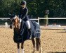 dressage horse Pilgrim’s Golden Boy (German Riding Pony, 2007, from Pilgrim’s Red)