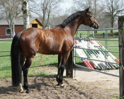 horse Midnight Lady 47 (Hanoverian, 2002, from Münchhausen)