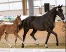 broodmare Shades of Grey 3 (Hanoverian, 2012, from Stakko)