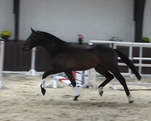 dressage horse Hans Justus (German Sport Horse, 2015, from Herakles TSF)