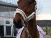 dressage horse Beste Freundin 3 (Hanoverian, 2013, from Bonifatius)