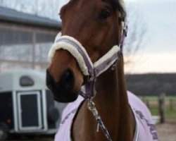 dressage horse Beste Freundin 3 (Hanoverian, 2013, from Bonifatius)