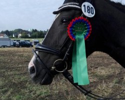 dressage horse Flic-Flac 21 (Westphalian, 1999, from Florestan II)