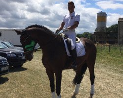 dressage horse Ferano 30 (Oldenburg, 2008, from Floresco NRW)