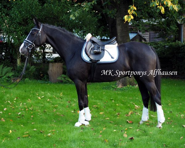 dressage horse Nobel Noir (German Riding Pony, 2012, from Novalis T)