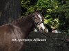 Zuchtstute Claire de Lune 25 (Deutsches Reitpony, 2011, von FS Chambertin)