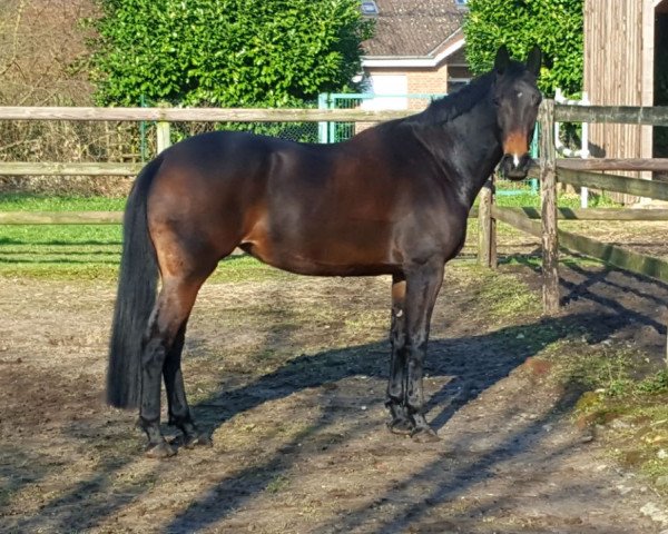 dressage horse Zambucka (KWPN (Royal Dutch Sporthorse), 2011, from Zambuka)
