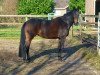 Dressurpferd Zambucka (KWPN (Niederländisches Warmblut), 2011, von Zambuka)