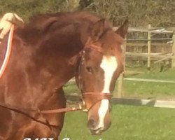 broodmare Femke Fee (German Riding Pony, 2010, from Bartholomeo)