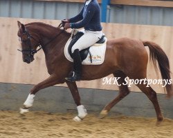 dressage horse Neo (German Riding Pony,  , from Notre Dame)