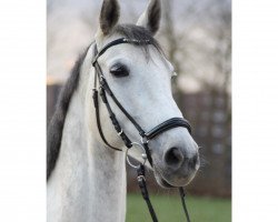 jumper Caddilance (German Warmblood, 2010, from Cadillac)