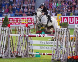 jumper Calanda 42 (Hanoverian, 2008, from Calido I)