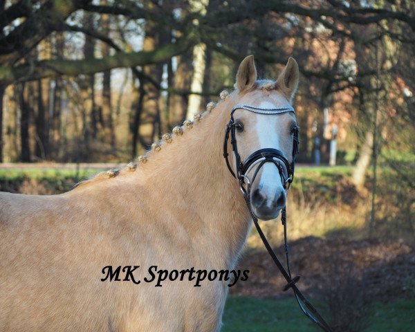 broodmare Vendy (German Riding Pony, 2003, from Walou)