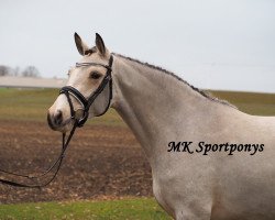 broodmare Vinja (German Riding Pony, 2014, from New Delight)