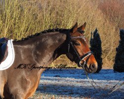 horse Calle Cool 39 (Deutsches Reitpony, 2012, from FS Champion de Luxe)