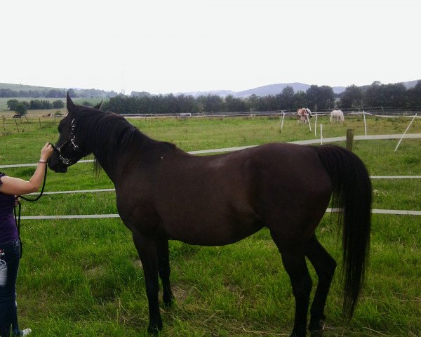 Zuchtstute For ever sunshine (Arabisches Halbblut / Partbred, 1997, von Hombre)