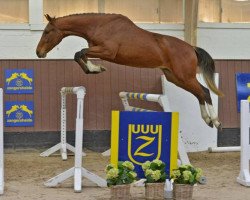 Pferd Kerosen d'Elifine Z (Zangersheide Reitpferd, von Kafka vd Heffinck)