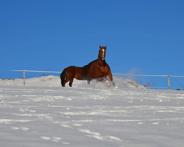 Pferd Honey Bee One (Quarter Horse, 2011)